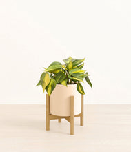 Load image into Gallery viewer, Cream stand:bamboo
