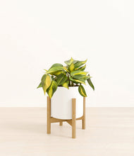 Load image into Gallery viewer, White stand:bamboo
