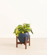 Load image into Gallery viewer, Deep Navy stand:walnut
