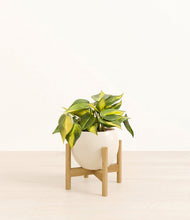 Load image into Gallery viewer, Shiny EggWhite stand:bamboo
