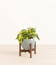 Load image into Gallery viewer, Deep Ocean stand:walnut
