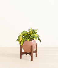 Load image into Gallery viewer, Calm Rose stand:walnut
