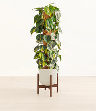 Charger l'image dans la galerie, Natural Bamboo stand:dark
