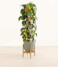 Charger l'image dans la galerie, Sage Green stand:light
