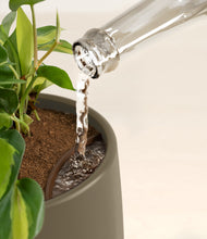 Load image into Gallery viewer, Olive stand:all
