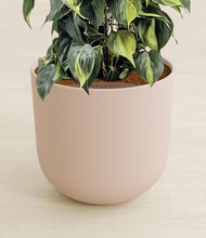 Charger l'image dans la galerie, Sandy Pink stand:all
