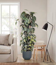 Load image into Gallery viewer, Iron Gray stand:all
