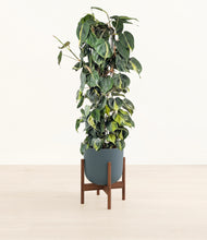 Load image into Gallery viewer, Iron Gray stand:walnut
