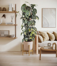 Load image into Gallery viewer, Sandy Pink stand:bamboo
