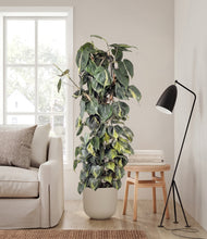 Load image into Gallery viewer, Natural Bamboo stand:all
