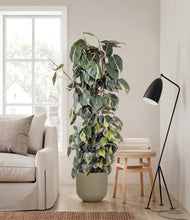 Load image into Gallery viewer, Sage Green stand:all
