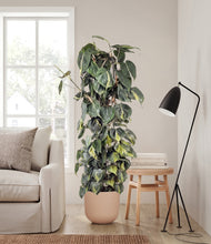 Load image into Gallery viewer, Sandy Pink stand:all

