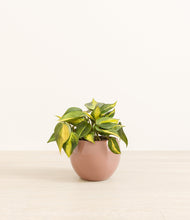 Load image into Gallery viewer, Calm Rose*****Profile
