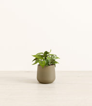 Load image into Gallery viewer, Olive*****Profile
