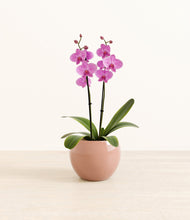 Load image into Gallery viewer, Calm Rose*****Profile
