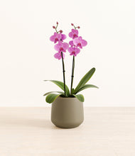 Load image into Gallery viewer, Olive*****Profile
