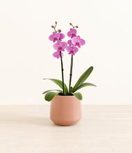 Load image into Gallery viewer, Calm Rose*****Profile
