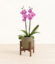 Load image into Gallery viewer, Olive stand:walnut
