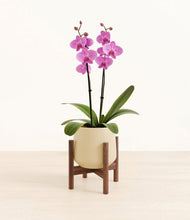 Load image into Gallery viewer, Almond Green stand:walnut
