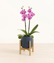 Load image into Gallery viewer, Deep Navy stand:bamboo
