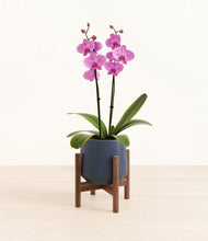 Load image into Gallery viewer, Deep Navy stand:walnut
