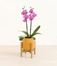 Load image into Gallery viewer, Mustard stand:bamboo
