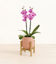 Load image into Gallery viewer, Calm Rose stand:bamboo

