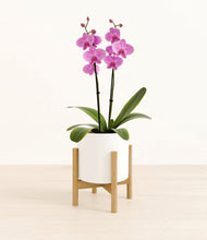 Load image into Gallery viewer, White stand:bamboo
