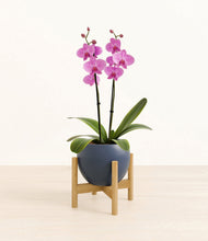 Load image into Gallery viewer, Deep Navy stand:bamboo
