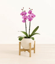 Load image into Gallery viewer, Shiny EggWhite stand:bamboo
