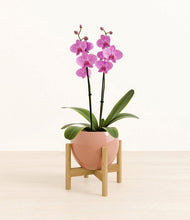 Load image into Gallery viewer, Calm Rose stand:bamboo
