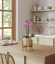 Load image into Gallery viewer, Almond Green stand:bamboo
