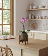 Load image into Gallery viewer, Olive stand:walnut
