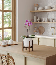 Load image into Gallery viewer, White stand:walnut
