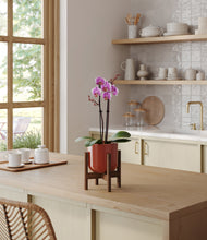 Load image into Gallery viewer, Glossy Red stand:walnut

