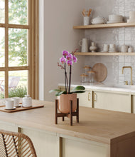 Load image into Gallery viewer, Glossy Pink stand:walnut
