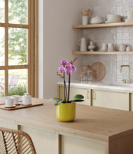 Load image into Gallery viewer, Key Lime Yellow
