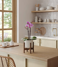 Load image into Gallery viewer, Cotton White stand:walnut
