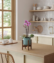 Load image into Gallery viewer, Reactive Aqua stand:walnut
