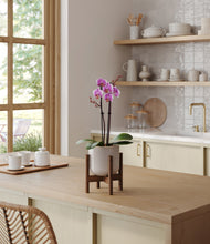 Load image into Gallery viewer, Snowdrift White stand:walnut
