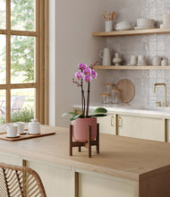 Load image into Gallery viewer, Striped Rose Pink stand:walnut

