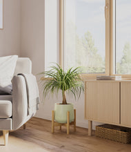 Load image into Gallery viewer, Turquoise stand:bamboo
