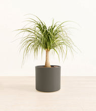 Load image into Gallery viewer, Dark Olive*****Profile
