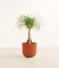Load image into Gallery viewer, Earth Red*****Profile
