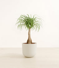 Load image into Gallery viewer, Natural Bamboo*****Profile
