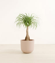 Load image into Gallery viewer, Sandy Pink*****Profile

