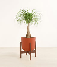Load image into Gallery viewer, Earth Red stand:walnut
