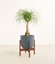 Load image into Gallery viewer, Iron Gray stand:walnut
