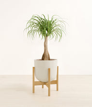 Load image into Gallery viewer, Natural Bamboo stand:bamboo
