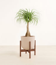 Load image into Gallery viewer, Sandy Pink stand:walnut
